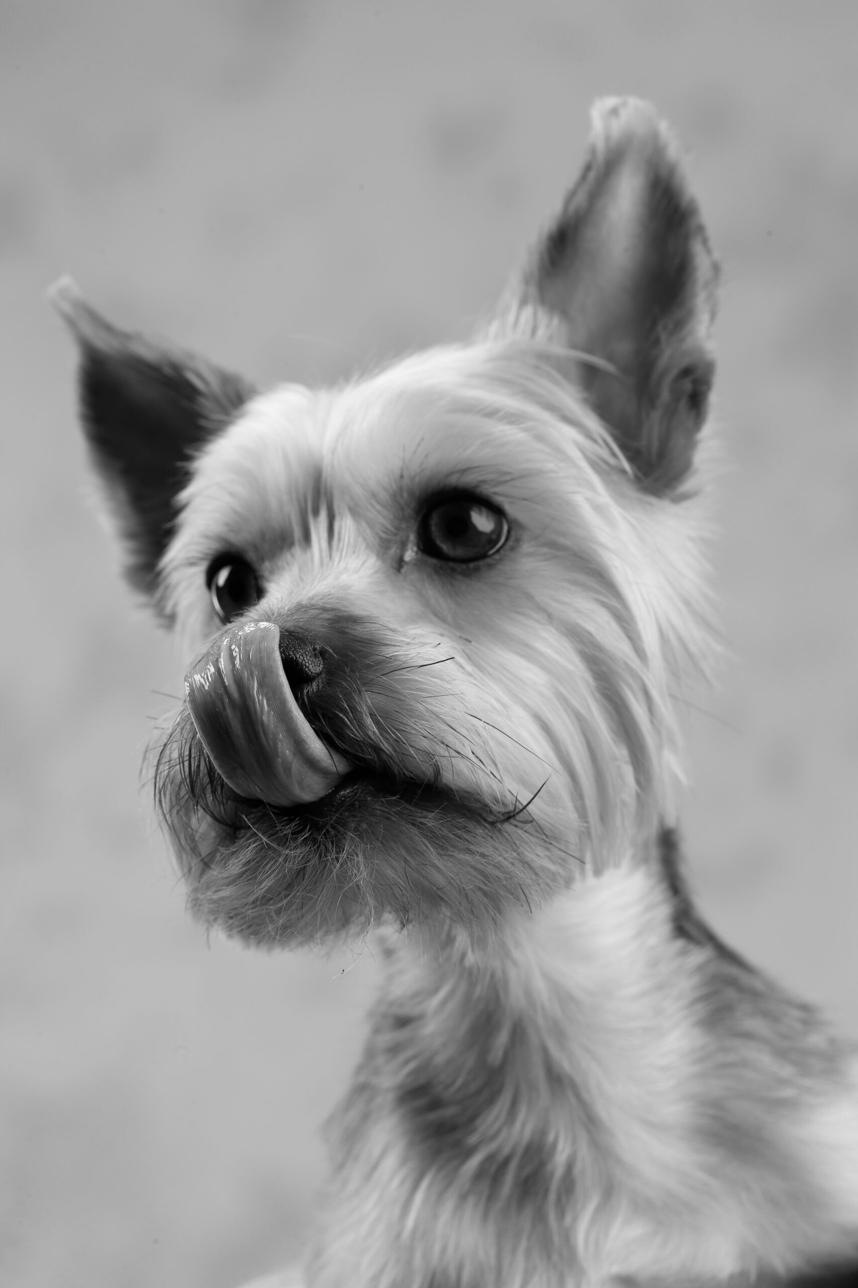Pet Photoshoots - Image 4