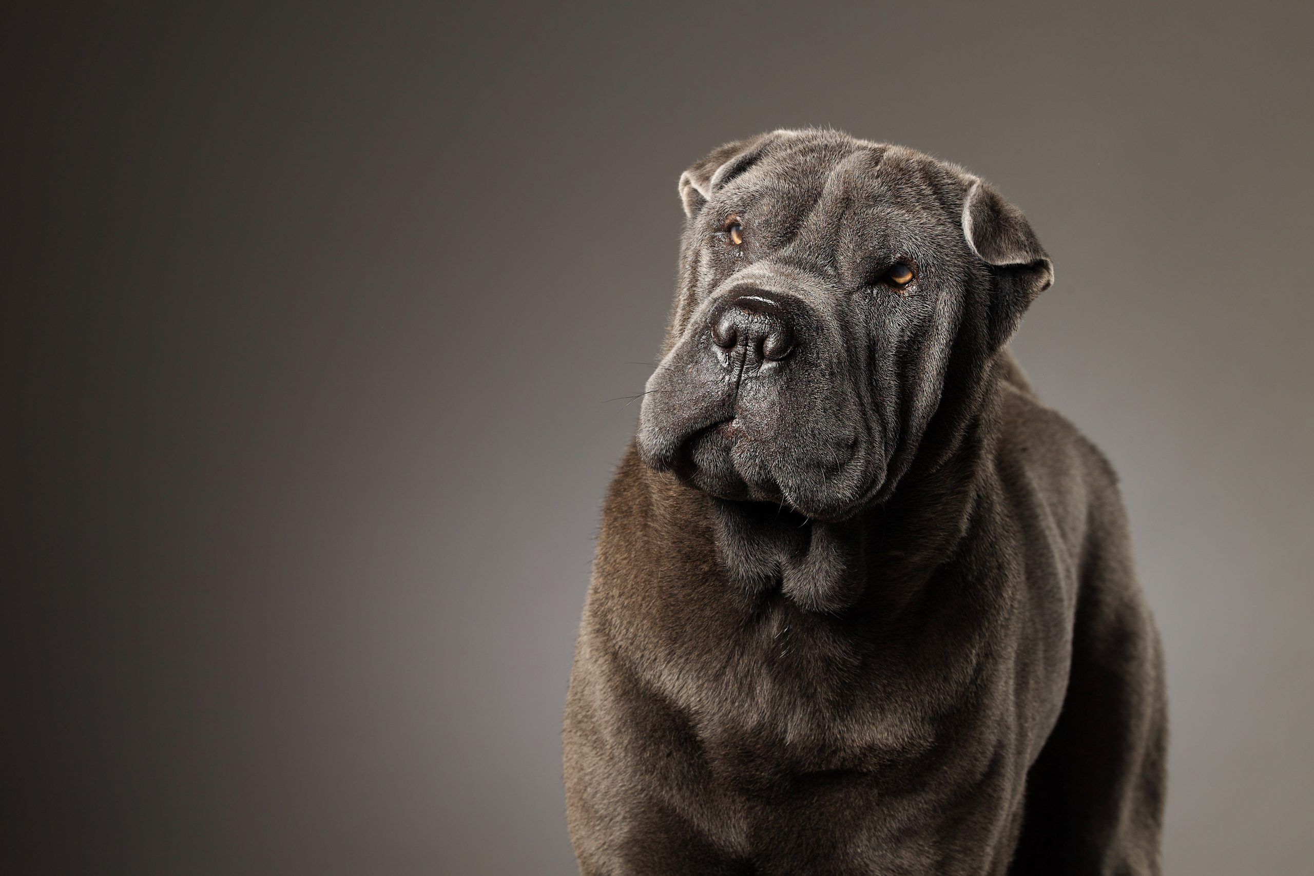 Pet Photoshoots