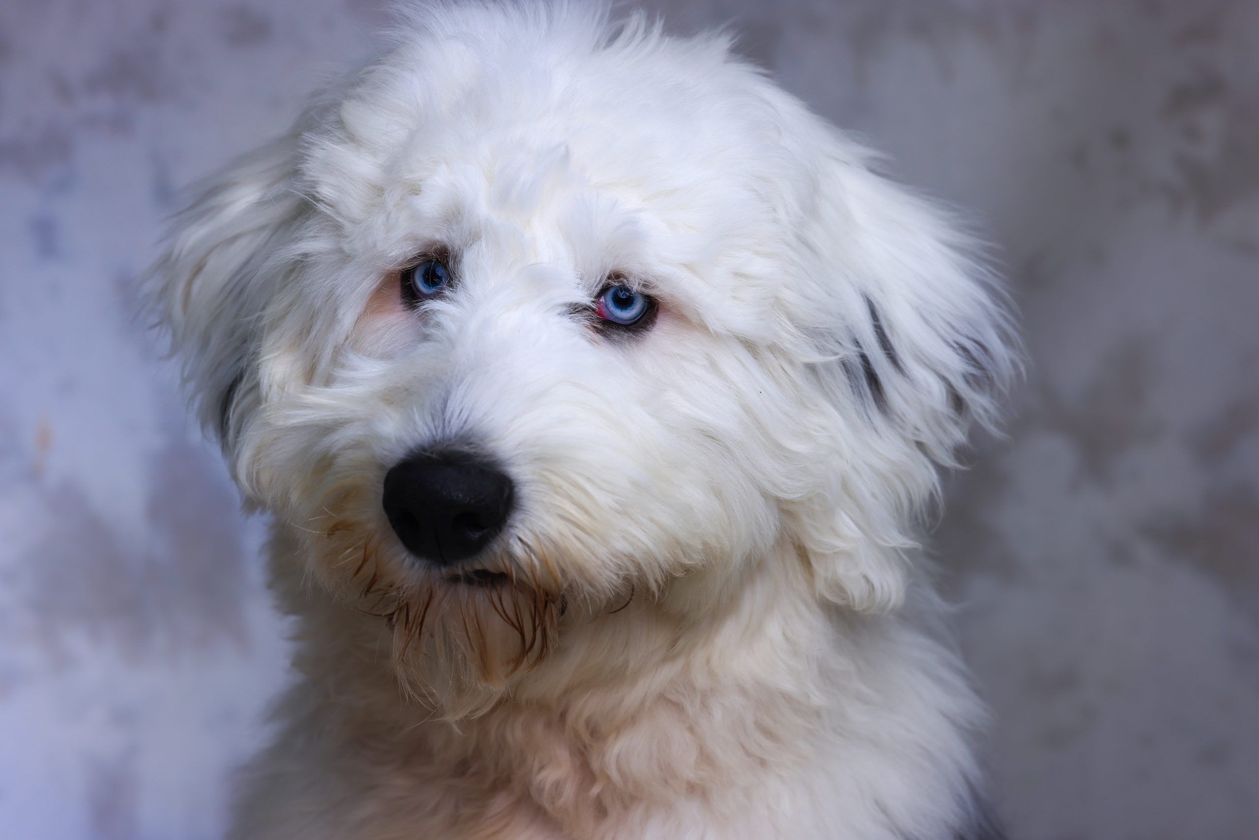 Pet Photoshoots - Image 2