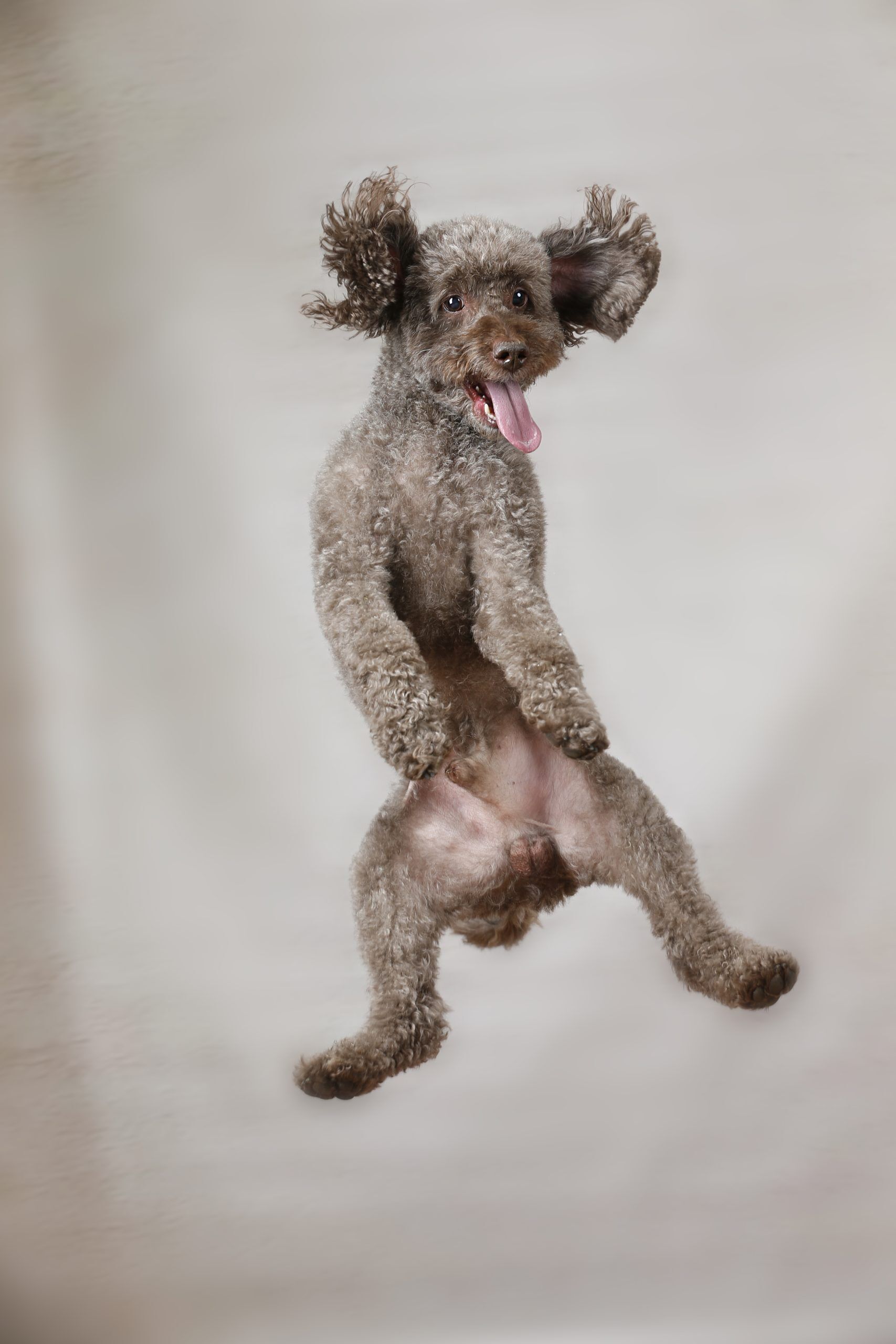 Pet Photoshoots - Image 3